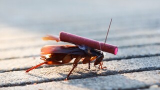 Nếu dán "pháo diêm" lên người "tiểu cường", điều gì sẽ xảy ra nhỉ?