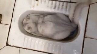 هذه المرة أنا هنا حقًا لمساعدتك في التخلص من إدمان القطط!