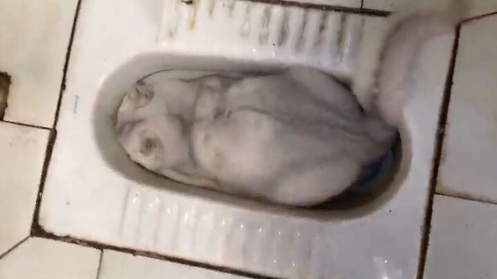 Kali ini saya benar-benar di sini untuk membantu Anda menghentikan kecanduan kucing!