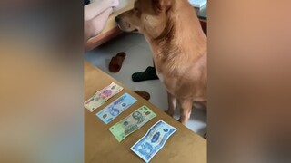 Bí Ngô học tiền để đi chợ nè mọi người 🤣🤣 sau đi chợ hộ sen chứ sen lười đi chợ quáchó chó_cưng#foryou