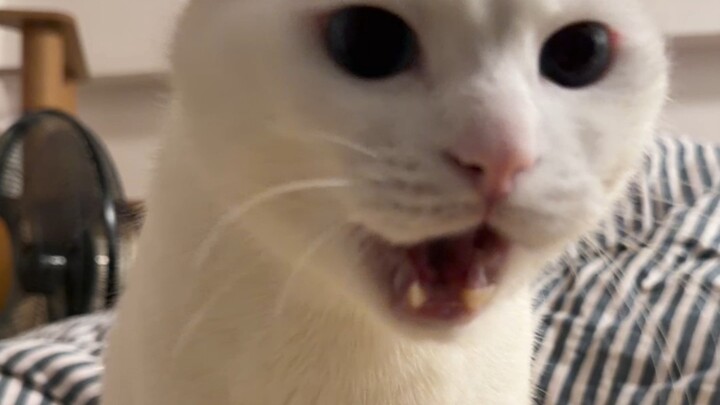 Meow meow meow