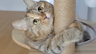 Bang Dang có khả năng thể thao nhất định
