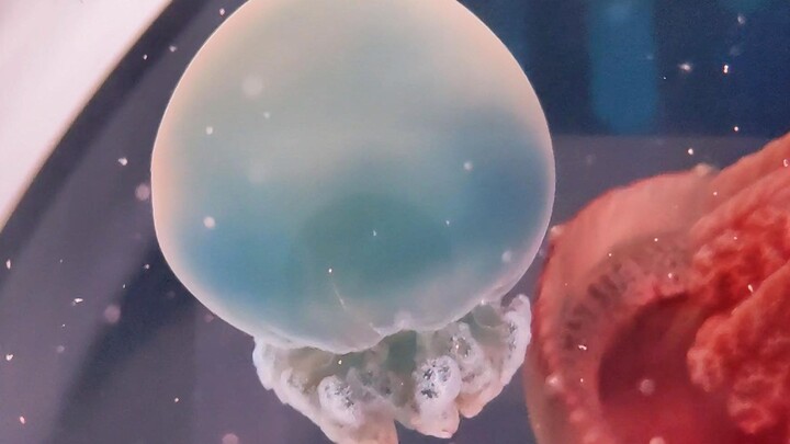 บัลเลต์แมงกะพรุนเจลลี่