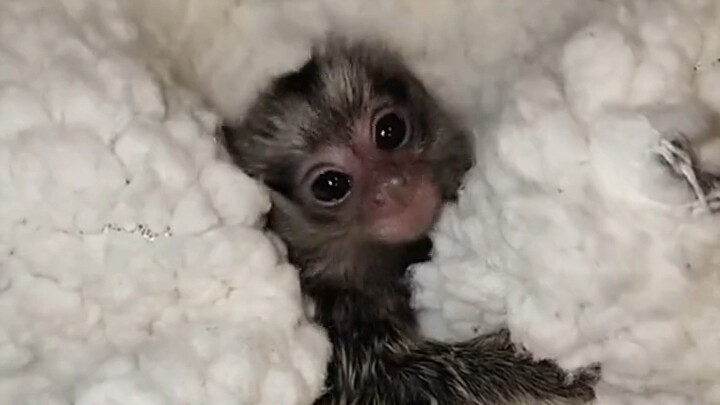 Pasangan kekasih asal luar negeri menemukan seekor hewan kecil berwajah aneh saat pulang ke rumah. S