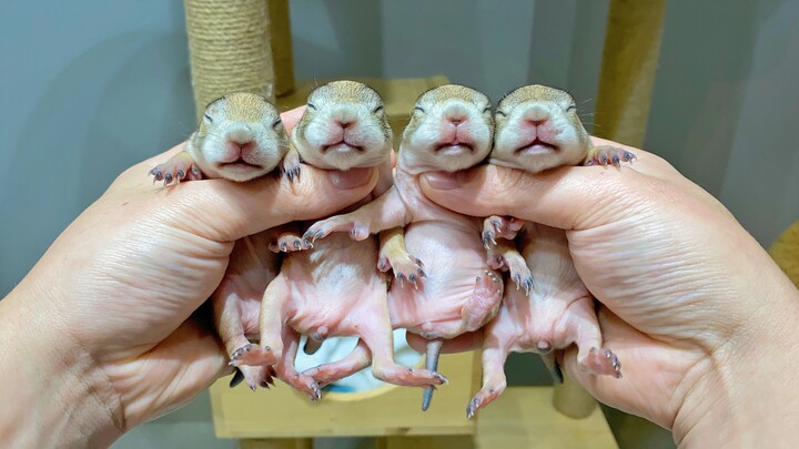 Are all groundhogs this cute right after they’re born…?