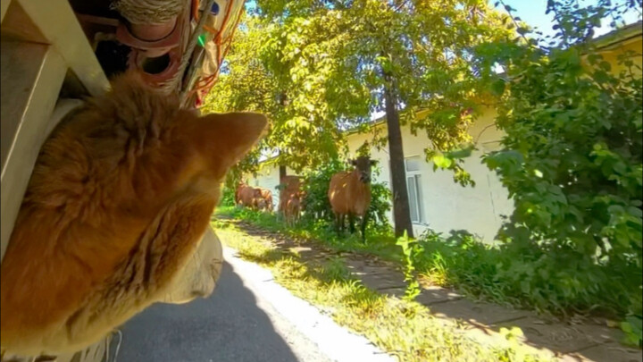 Di kolom komentar, ada yang mau lihat gimana kondisi Lai Fulaixi saat nyetir? Yuk, saya penuhi keing