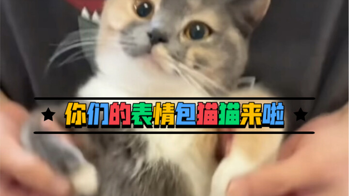 Cat Dance Meme Medley