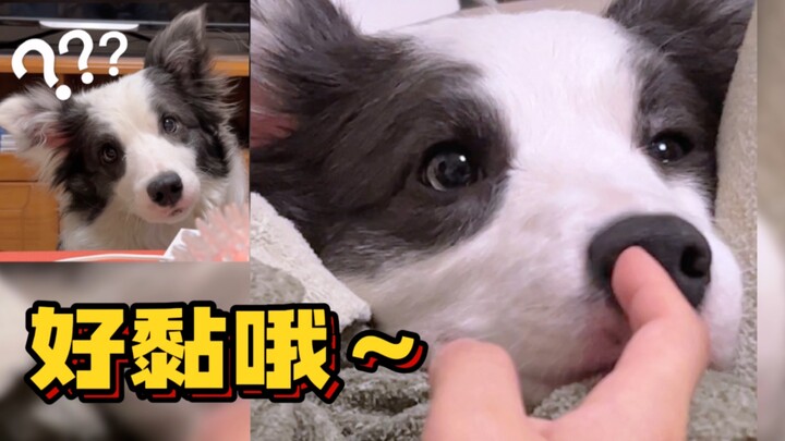 Bagaimana bisa ada anjing kecil yang menempel di tangan dan tidak bisa lepas ini, ah ah ah ah