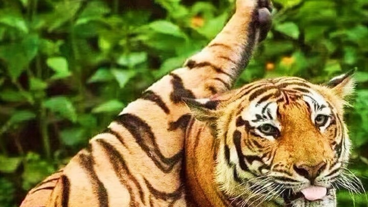 Should You Get a Northeastern Golden Tabby Cat? Surprisingly Similar Traits Between Tiger-Cat and Ta