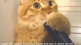 【Pet】How Curious A Cat Can Be? | Sugar