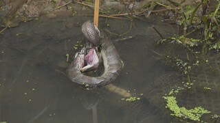 QUÁ BẤT NGỜ - 1 LƯỠI CÂU DÍNH TỚI 2 CON | Chuyện Phương Kể • Tập 134