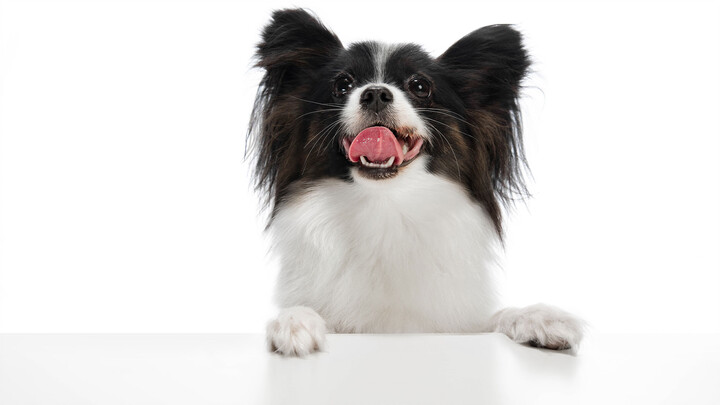 Menemukan Border Collie yang terluka di jalan