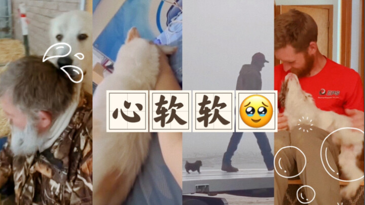 “小狗狗有让人心软软的魔力ᶘ ᵒᴥᵒᶅ”