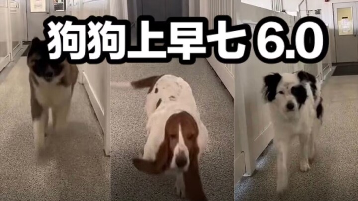 Tempat penitipan anjing buka pukul 7 pagi, mari lihat jam berapa para anjing tiba di sekolah Pt.6