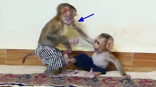 Maki Stop Stop!! Why Brother Monkey Maki Attack and Bite Hand Of  Smallest baby Maku Like this