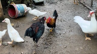 bantam serama vs native (bantam serama won)