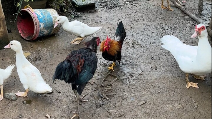 bantam serama vs native (bantam serama won)