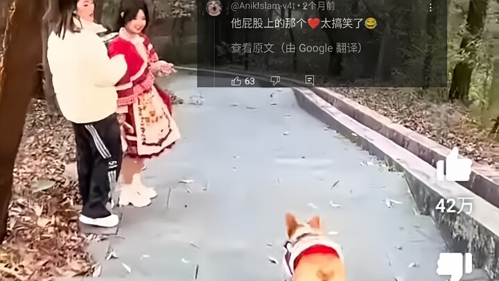 外网热议中国柯基在美女面前炫耀滑板技术，2100万人浏览，网友：丘比特之狗