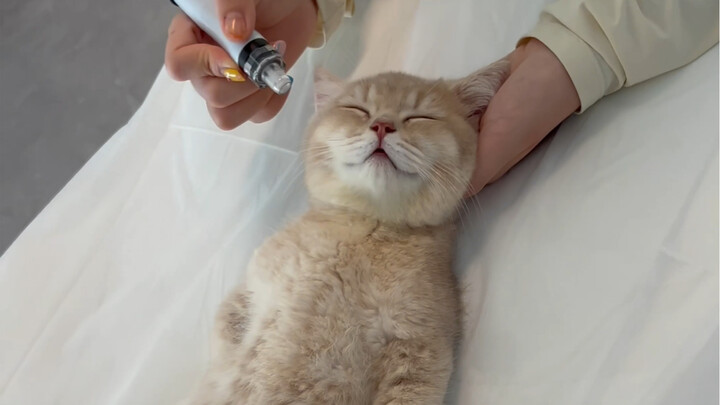 Kucing Kecil Mencoba Seratus Jenis Pekerjaan: Penata Rambut/Perawat Kecantikan