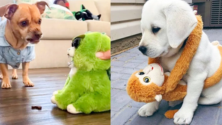 ปฏิกิริยาของสุนัขที่ตลกและน่ารักต่อการเล่นของเล่น | Aww สัตว์