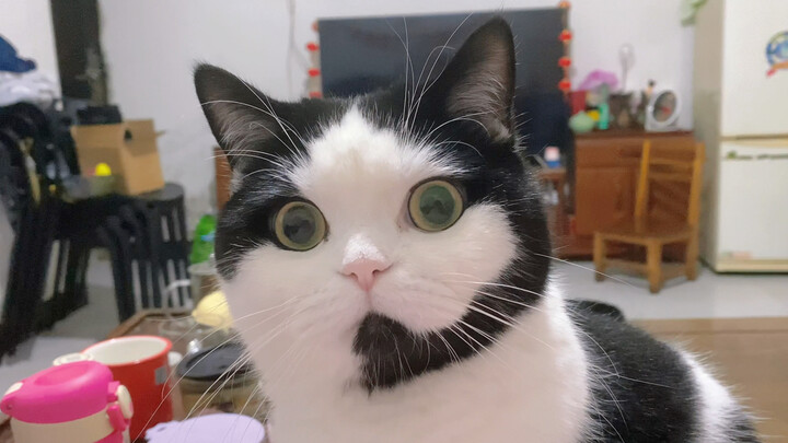 Customer service cats are very serious about their work! #customerservice猫