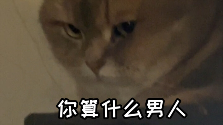 น้องแมวไม่ชอบฟังเพลงแบบนี้เลยเหรอ?