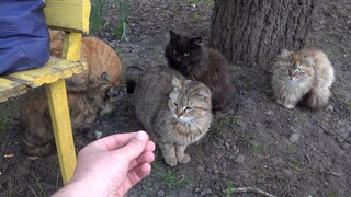 Friendly 6 cats so cute