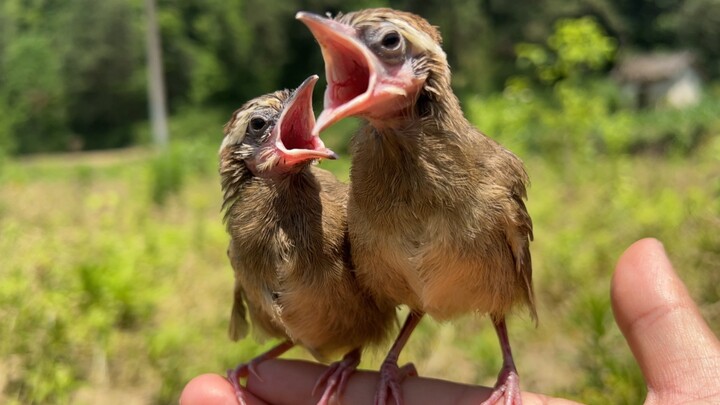 ตัวน้อยที่เก็บมาจากทุ่งผักกาดหอม แค่ไม่กี่วันก็โตขนาดนี้แล้ว