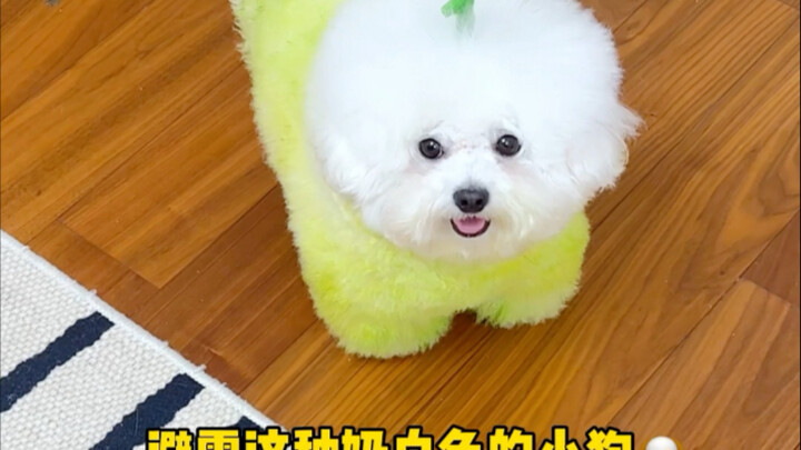 Semua orang, hindari anjing kecil berwarna putih seperti ini!