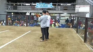 1st Fight Win @VSC 2 stag derby 11-18-25. Another one Double champ 🏆🏆We are on a winning streak