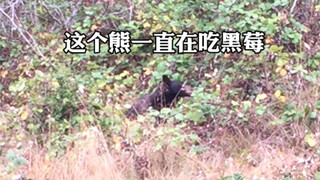 路遇美洲黑熊！