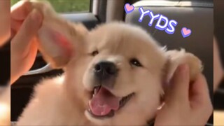 《🐶น้องหมาโกลเด้นรีทรีฟเวอร์ตัวน้อย หายไวๆ นะ》