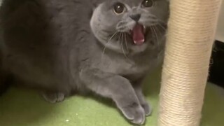 The cat’s reaction after the owner permed his hair and returned home