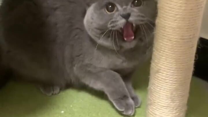 The cat’s reaction after the owner permed his hair and returned home