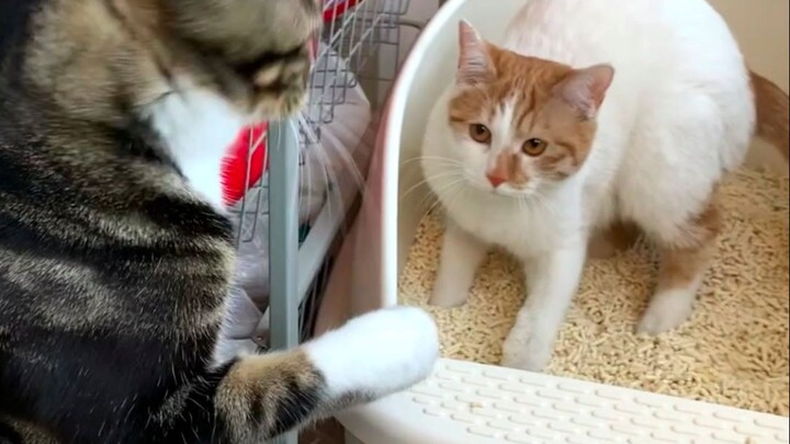 Xiu Zhi’s dad, you’re too polite! Come visit with Xiu Zhi more often in the future! [Pee-Pee is a Ca