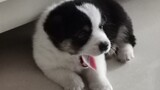 [Animals]A baby Corgi's cute movements at home