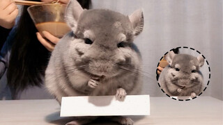 [Thú cưng]Series chữa lành tâm hồn - Livestream ăn uống của Totoro