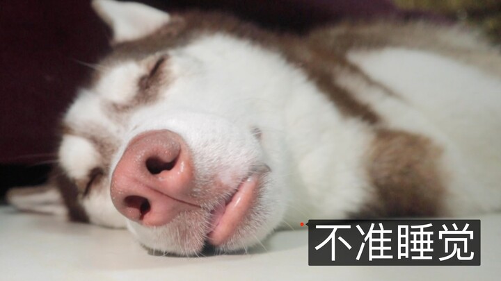 Tengah malam nggak dikasih anjing husky tidur, ya pasti dia marah dong?