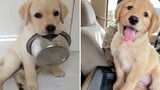 ลูกสุนัขโกลเด้นรีทรีฟเวอร์ที่สนุกและน่ารักที่สุด 11- วิดีโอลูกสุนัขตลกปี 2020