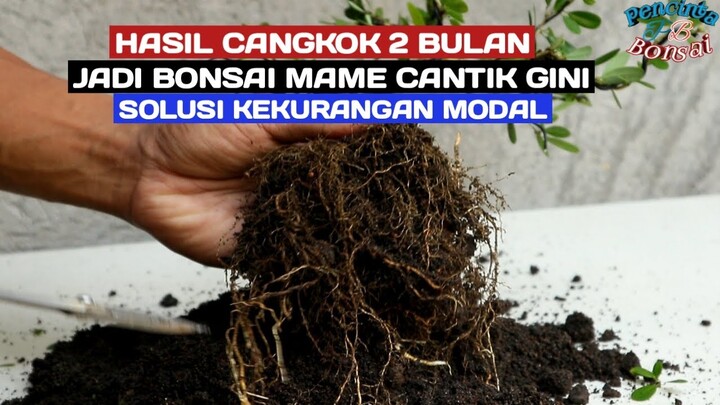 Hasil cangkok 2 bulan bisa jadi mame cantik kayak gini, mantaps