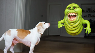 Funny Dogs vs Slimer Prank สุนัขตลก Maymo และ Pot Pie