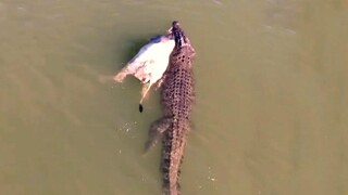 A Cow is Ambushed And Killed A Crocodile.