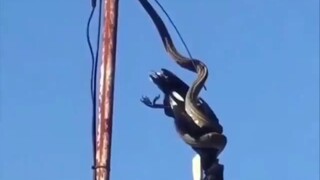 Extreme Counterattack