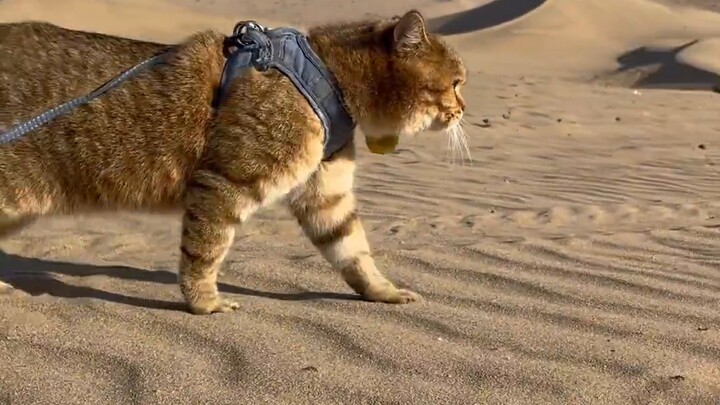 Những chú mèo bước vào sa mạc không thể hạnh phúc hơn~