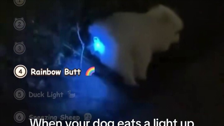 Sheep Sneeze Shock! Cats in Duck LED Hooves & Glowing Rainbow Butt Dog