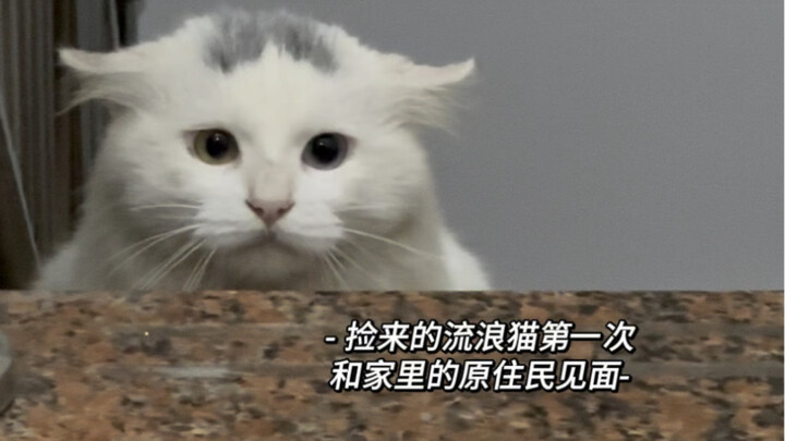 Lần đầu gặp nhau có phải đã thất bại rồi không? Gõ gõ não đi~ Gõ gõ não đi~