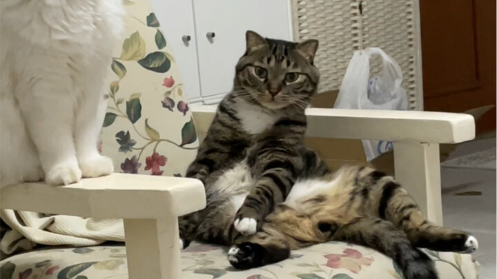 ที่บ้านเราไม่เรียกว่าโรคจิต แต่เรียกว่า ‘โรคบุกรุกความน่ารัก’!