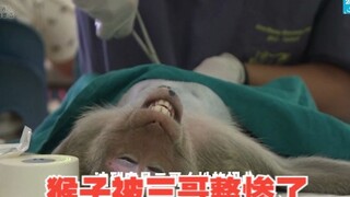 India is overrun by monkeys—let's see how our Indian friends deal with them. Netizens suggest Mount 