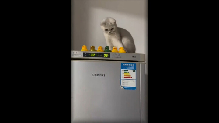 من يربي قطة إلا ويصاب بالجنون؟