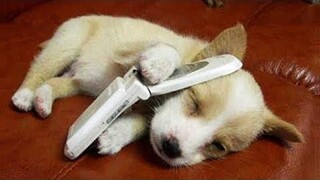 น่ารักไม่พอ - รวมเรื่องตลกของแมวและสุนัข 174